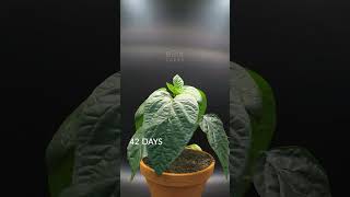 115 Days in 41 Seconds - Red Bell Pepper