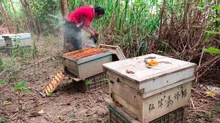 賴皮愛生 蜜蜂系列 繁蜂階段要趕緊補糖水 Bee feeding syrup