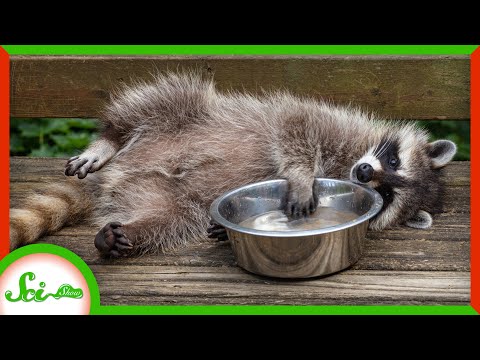 What is bad for raccoons to eat?
