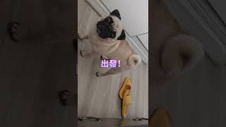 內含狗狗關鍵詞，請避開自家狗狗偷偷觀看。❤️‍🩹 #pugxiaohu #pug  #pets #cute #funny #萌寵 #八哥犬 #搞笑 #治癒