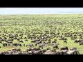 15 LONGEST Animal Migration Journeys