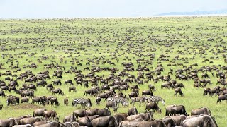 15 LONGEST Animal Migration Journeys