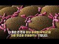 치매없이 뇌를 젊게 만드는 비법 ｜장에 좋은 음식을 먹어야 뇌가 살아난다｜유산균 음식｜하늘건강법