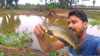 கட்டுவலை போட்டு மீன் பிடித்தால் இதை பண்ணுங்க. Big murrel fish catching,#netfishing #snakehead