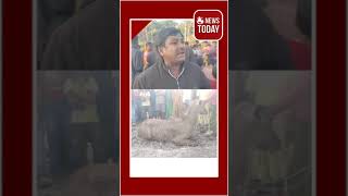 উত্তর দিনাজপুর: চোপড়ায় চা বাগানে নীলগাই উদ্ধার, তীব্র চাঞ্চল্য