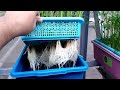 how to easily grow hydroponics watercress in basin