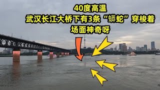 40度高温，武汉长江大桥下有2条“蟒蛇”穿梭着，场面看着惊奇！