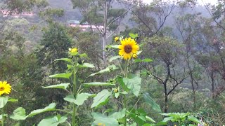 Munnar Flower Garden | Kerala Tourism | Munnar Rose Garden