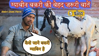 बकरी ग्याबीन है  तो यह फार्मूला अपना लो , pregnant Bakri ki pehchan kese kare , #barbarigoatfarm