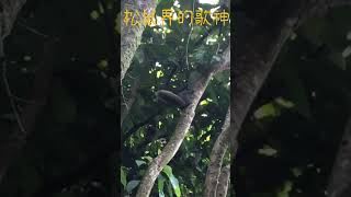 松鼠總是跳躍著穿行於樹林之間，充滿生氣的模樣讓人忍不住想去和它玩耍。松鼠的小鼻子、大眼睛和蓬鬆的尾巴構成了它們可愛的外表，讓人們無法抗拒它們的魅力。與大家一起來分享!喜歡我的影片請訂閱留言並按讚喔。