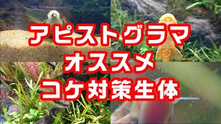 No.178 アピストグラマのコケ対策にはコレがイイ