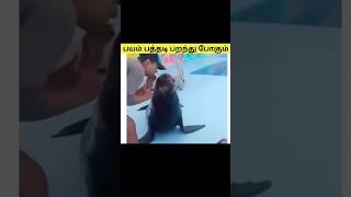 சரியான திருட்டு பையன் 🤣#shorts #trending #cat #catlover #funnycat #animals