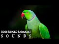 Rose ringed parakeet sounds