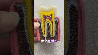 Tooth Anatomy for the Dental Assistant #dentalassistant #dentistry #dentalassisting