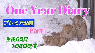 【旭山動物園ライオン】フウ・レイ・イトの成長日記「One Year Diary」2022.11-12（Part 1）