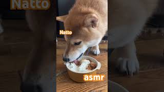 納豆ごはん食べる柴犬 #柴犬 #犬 #納豆ご飯 #asmrsounds