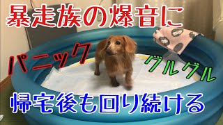 ＃31【老犬】暴走族の爆音にパニックを起こしたミニチュアダックス。帰宅後の様子