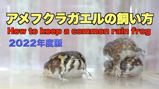 How to keep a common rain frog Japanese Edition