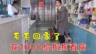 喬弟弟200塊買的小金毛，卻花1000塊錢治療，能把它救回來嗎？ 【鄉村小喬】