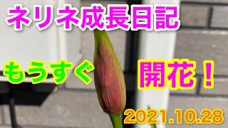 ネリネもうすぐ開花！