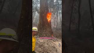 Reason Why Tree Burning Inside