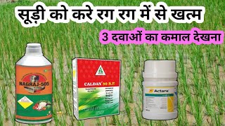 Nageaj505 or caldan ,actara ||सूड़ी होगी जड़ से खत्म ||nagraj 505 ||nagraj insecticide ||caldan 50 sp