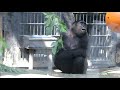 次男のキンタロウ、要領がいいね！my second son kintaro you have a good point 【western gorilla】