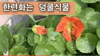 한련화 아치 만들기 | 노지 월동은 안돼요 | 씨앗으로 번식 | 마당