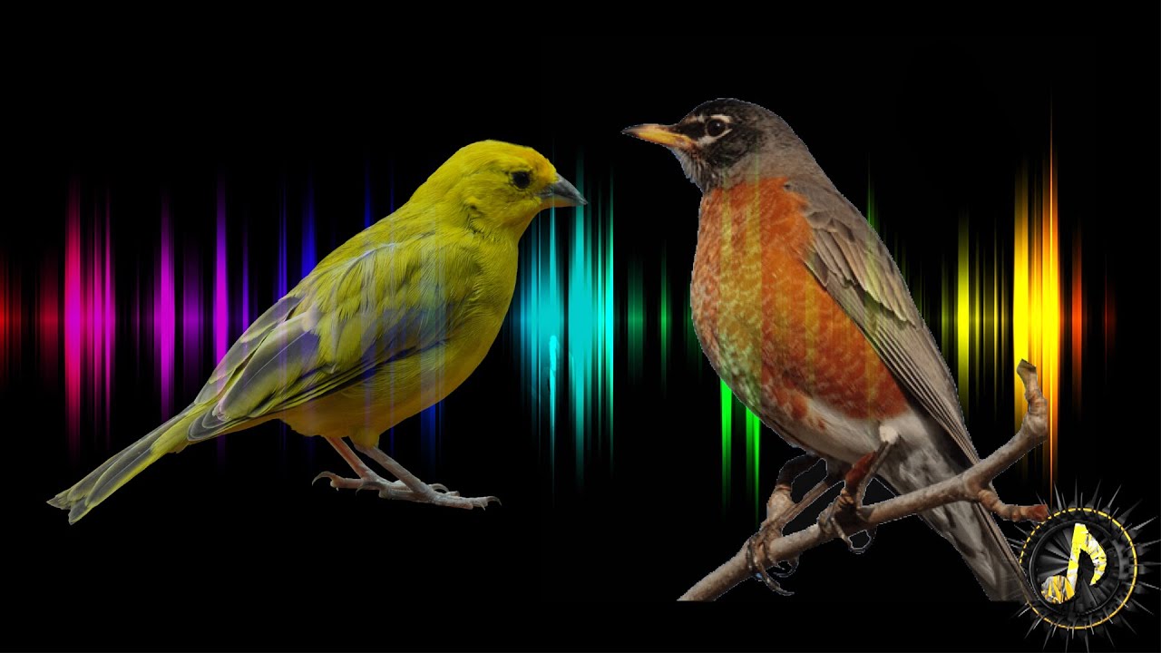 Bird Singing Sound Effect ~ Free Sound Effects - YouTube