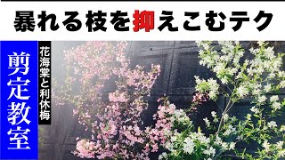 ハナカイドウの剪定方法。花木の剪定時期の解説、そして枝の暴れる庭木をいかにして端正な枝ぶりとするか