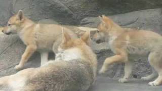 天王寺動物園　チュウゴクオオカミ-2009.05.16-1