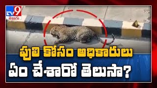 Injured leopard spotted lying on road in Hyderabad, efforts on to trace it - TV9