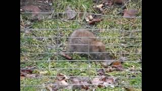 Southern bog lemming. Pets, Wild Animal.