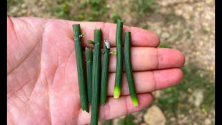 农村泛滥成灾的“节节草”，煮水作用帮助大，很多人还不认识