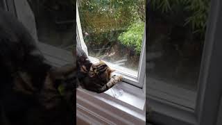 Amazing cat with 5 fingers opens window