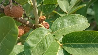 Soap nuts tree || కుంకుడుకాయ చెట్టు