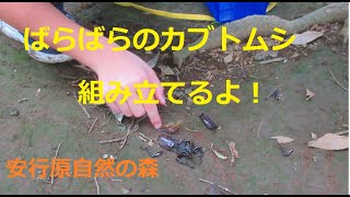 川口自然探検隊 #17 「ばらばらのカブトムシを組み立てるよ！」安行原自然の森