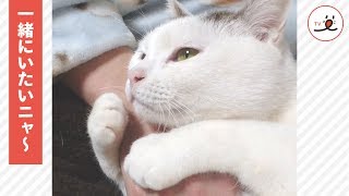 両手でギュッ！甘える仕草がかわいい猫ちゃん😻 【PECO TV】