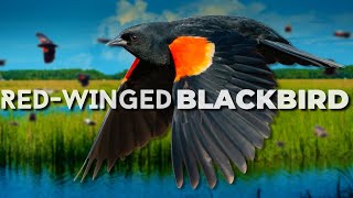 One of the Most Numerous Land Birds | Red-winged Blackbird