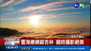 鹿谷大崙山 雲海環繞銀杏林