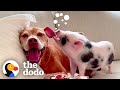 Woman Rescues A Pig From A Pet Store | The Dodo