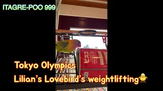 【Love Bird Sh84】 Lilian’s Lovebird “Tokyo Olympics weightlifting “ #shorts