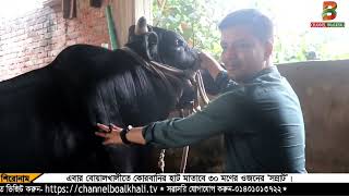 বোয়ালখালীতে কোরবানির হাট মাতাবে ৩০ মণের ওজনের ‘সম্রাট’