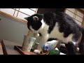 どうしても水が飲みたい猫