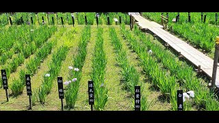 8K動画　北綾瀬駅前のしょうぶ沼公園.2（Shobunuma Park in front of Kita-ayase Station）