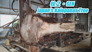 栓２・sen2・Japan's Kalopanax Tree