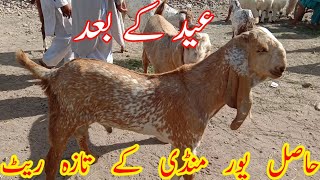 47+ Makhi Cheeni Goat For Sale In Pakistan Images