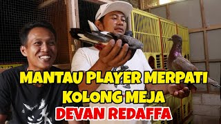 MANTAU PLAYER MERPATI KOLONG MEJA MILIK DEVAN REDAFFA