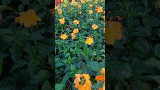 নতুন লাল ক্রসান্ড্রা||New Red Crossandra||#short||#soonjibany||