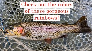 AWESOME day of TROUT FISHING on some local DELAYED HARVEST WATER! Incredible COLORS \u0026 PATTERNS!